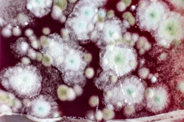 Küfle kaplanmış bozulmuş yemek. Yiyeceklerin üzerine beyaz yuvarlak kalıp.