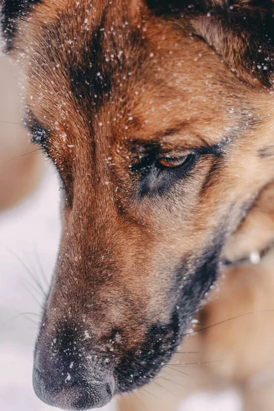 Close-up portrait of a beautiful German Shepherd Dog. German Shepherd Looks Down with a Sad Look — ストック写真