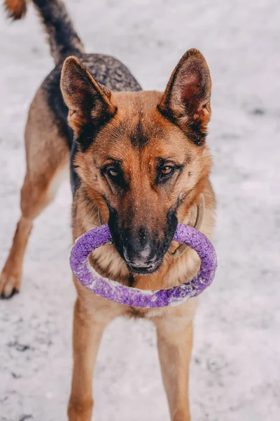 A beautiful German Shepherd girl plays with a purple puller toy. A playful dog with a toy in his teeth against the background of white snow — ストック写真