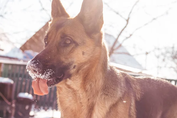 German shepherd shows tongue. The dog is playing in the snow in winter — ストック写真