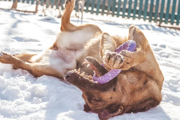 German Shepherd plays in the snow with a purple puller toy in its mouth. A happy playful dog lies on its back in the snow on a sunny day and nibbles on its favorite round toy
