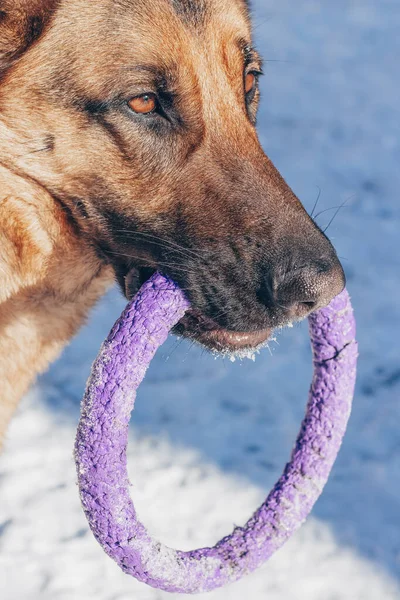 이빨에 보라색 도르래가 있는 독일 셰퍼드의 초상화. 아름다운 양치기 강아지, 클로즈업 장난감을 가지고 있다 — 스톡 사진