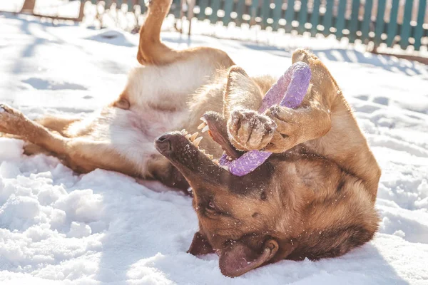 German Shepherd plays in the snow with a purple puller toy in its mouth. A happy playful dog lies on its back in the snow on a sunny day and nibbles on its favorite round toy