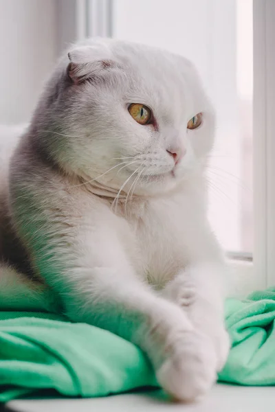 O gato escocês dobrado branco está com as patas dobradas na janela em roupas verdes quentes e olha curiosamente pela janela. — Fotografia de Stock