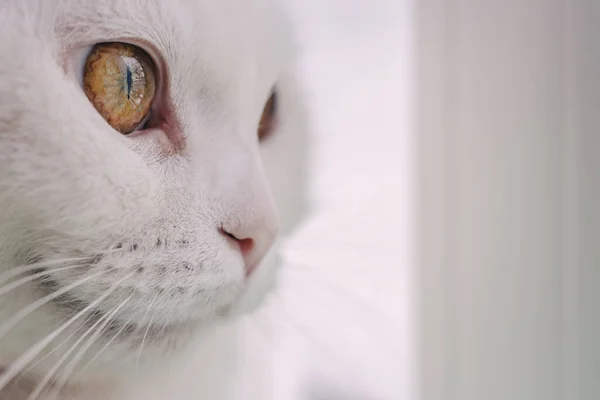 Le museau d'un beau chat blanc avec de beaux yeux gros plan. Portrait d'un chat blanc moelleux regardant par la fenêtre. Photo avec place pour le texte — Photo