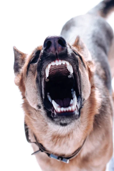 白い背景に隔離された積極的かつ攻撃的な吠える、開いた口の開いたドイツの羊飼いのクローズアップ。鋭い白い歯を持つガード犬. — ストック写真