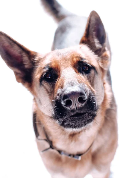 하얀 배경에 독일 산 셰퍼드 개. 귀가 큰 개가 카메라를 들여다 봅니다. 겨울철 눈을 배경으로 독일 산 셰퍼드 개가서 식 하는 모습 — 스톡 사진