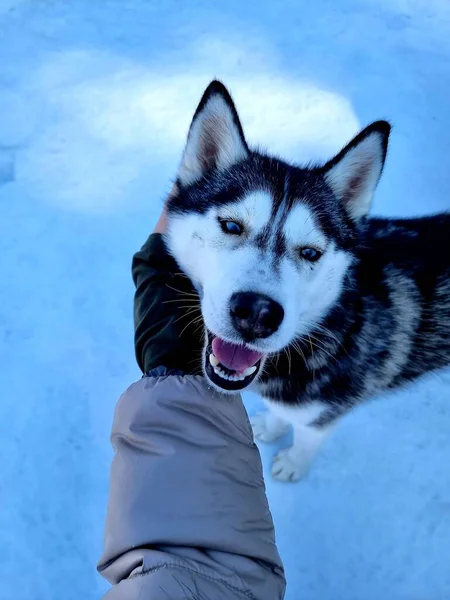 Gelukkige husky hond. De meisjes met de hand aaien de hond. Aanhechting en vriendschap. Siberische Husky in de winter. Hondenglimlach — Stockfoto