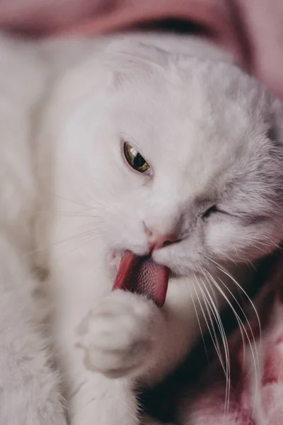 Біла кішка з вухом миє обличчя. Кіт облизує лапу, лежачи на ліжку. Рожевий грубий язик кота крупним планом. Чистий шотландський кіт.. — стокове фото