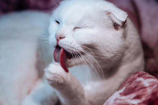 White lop-eared cat washes his face. The cat licks its paw while lying on the bed. Pink rough tongue of a cat close-up. Clean Scottish fold cat. — Stock Photo, Image