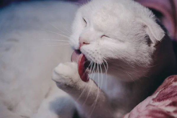 Beyaz Sarkık Kulaklı Kedi Yüzünü Yıkar Kedi Yatakta Yatarken Patisini — Stok fotoğraf