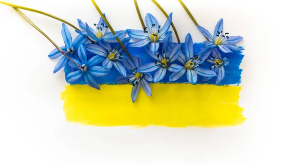 Σημαία της Ουκρανίας σχεδιάζεται σε μπλε και κίτρινα χρώματα σε λευκό φόντο. Μπλε λουλούδια στη σημαία της Ουκρανίας. Χωρίς πόλεμο. Αύξηση και αποκατάσταση της Ουκρανίας. Λευκό φόντο, θέση για κείμενο. — Φωτογραφία Αρχείου