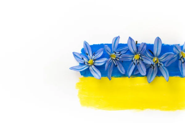Ουκρανική σημαία σχεδιάζεται σε λευκό φόντο. Μπλε λουλούδια στη σημαία της Ουκρανίας. Δεν υπάρχει πόλεμος. Αύξηση και αποκατάσταση της Ουκρανίας. Σύμβολο ειρήνης. Λευκό φόντο, θέση για κείμενο. — Φωτογραφία Αρχείου