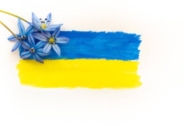 Ukrayna bayrağı beyaz arka planda mavi ve sarı renklerle çizilmiştir. Ukrayna bayrağında mavi çiçekler. Savaş yok. Ukrayna 'nın yükselişi ve restorasyonu. Beyaz arkaplan, metin için yer.