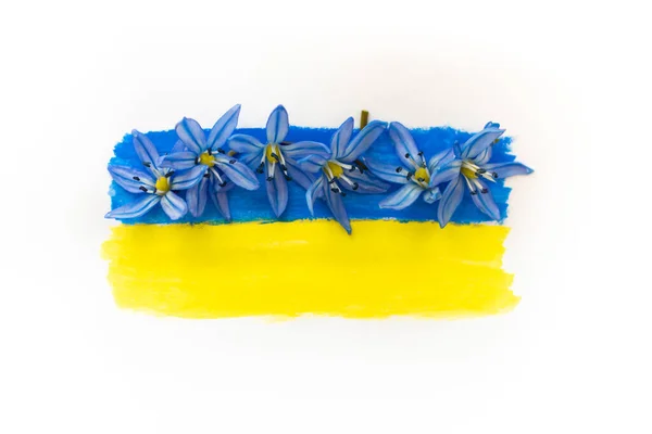 Ukrainska flaggan är ritad på en vit bakgrund. Blå snödroppar blommar på Ukrainas flagga. Ett välmående Ukraina. Det är inget krig. Stigning och återställande av Ukraina. En symbol för fred. Vit — Stockfoto