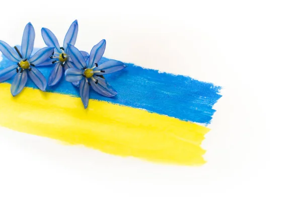 Σημαία της Ουκρανίας σχεδιάζεται σε μπλε και κίτρινα χρώματα σε λευκό φόντο. Μπλε λουλούδια στη σημαία της Ουκρανίας. Χωρίς πόλεμο. Αύξηση και αποκατάσταση της Ουκρανίας. Λευκό φόντο, θέση για κείμενο. — Φωτογραφία Αρχείου