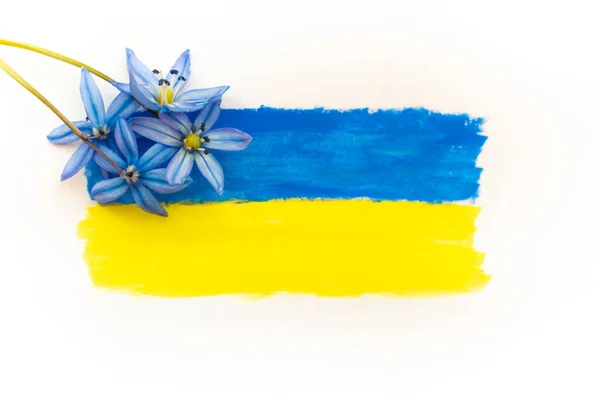 Flagga Ukraina är ritad i blå och gula färger på en vit bakgrund. Blå blommor på Ukrainas flagga. Inget krig. Stigning och återställande av Ukraina. Vit bakgrund, plats för text. — Stockfoto