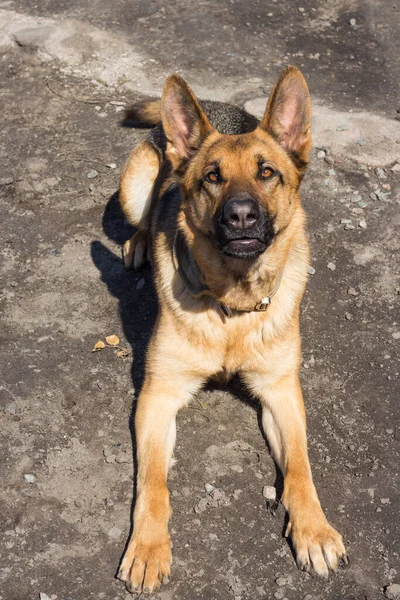 かわいいドイツの羊飼いが地面に横たわって カメラを楽しそうに見ています 遊び心のある犬が横になるように命令に従います 春の晴れた日に若いドイツの羊飼いの訓練 高品質の写真 — ストック写真