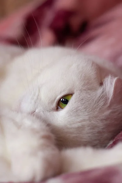 Χαριτωμένο αξιολάτρευτο λευκό γάτα κοιμάται γλυκά σε μια ροζ κουβέρτα. Scottish φορές γάτα με πράσινα μάτια βρίσκεται στο κρεβάτι στο σπίτι. Η γάτα κρυφοκοιτάζει με το ένα μάτι. — Φωτογραφία Αρχείου