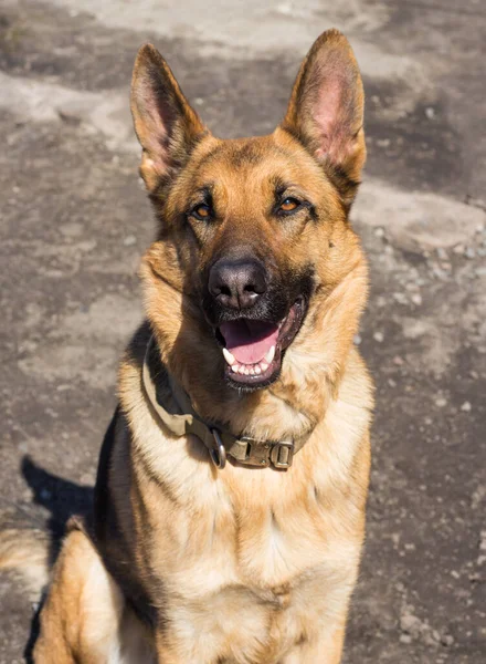 Красивый немецкий портрет пастуха. Счастливая собака смотрит в камеру. Собака лучший друг людей. Собака позирует в солнечный день. — стоковое фото