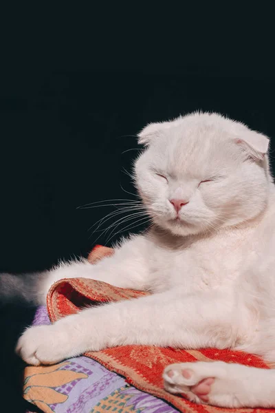 White Scottish Fold cat lies on a blanket in the sun. Fluffy cat basking in the sun. Lazy white cat with closed eyes is having fun on a warm sunny day. — Stock Photo, Image