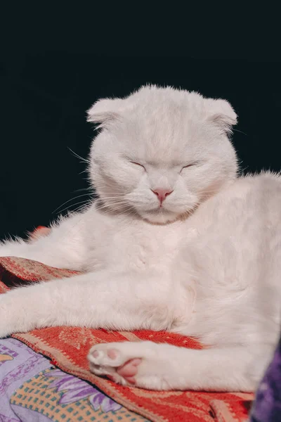 Λευκή Scottish Fold γάτα βρίσκεται σε μια κουβέρτα στον ήλιο. Η χνουδωτή γάτα να απολαμβάνει τον ήλιο. Τεμπέλικη λευκή γάτα με κλειστά μάτια διασκεδάζει σε μια ζεστή ηλιόλουστη μέρα. — Φωτογραφία Αρχείου