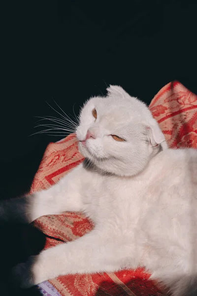 白いスコットランド猫は太陽の下で毛布の上に寝そべっている ふわふわの猫が太陽の下で日光浴 暖かい晴れた日には 怠惰な白い猫が太陽からかがみます — ストック写真
