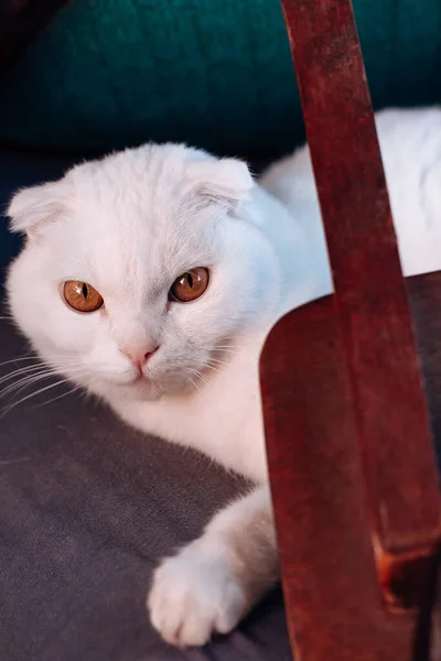 白いスコットランドの猫の肖像画 大きな目の美しい白い猫の少年がカメラを見ています 背景や壁紙のための美しい白い猫 素敵な白い猫 スコットランドの折りたたみ 美しいオレンジの目 — ストック写真