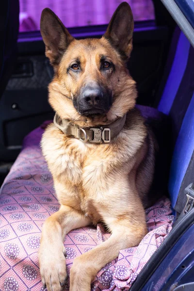 Beautiful German Shepherd Lies Car Portrait Happy Dog Dark Purple — Fotografia de Stock