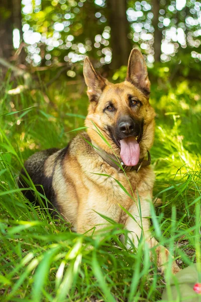 緑の芝生の上に横たわるドイツの羊飼いの肖像画 芝生の上の公園の外でかわいい純白の毛皮のペット 美容の友人と保護者 遊び心のある大人の犬 高品質の写真 — ストック写真