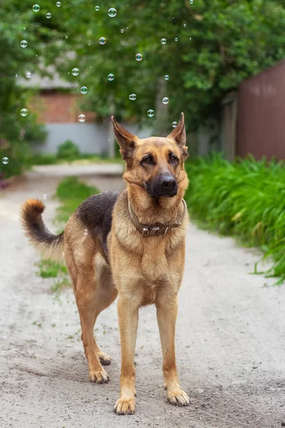 German shepherd with soap bubbles outdoors in summer. A beautiful and serious shepherd stands against the background of green grass near soap bubbles flying nearby