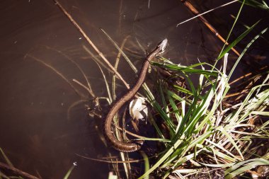 Çizgili su yılanı üst görünümü