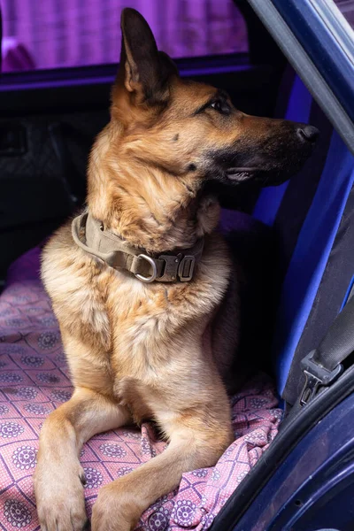 Proud German Shepherd lies in the car. The dog was offended. Sheepdog turned away with his head held high. High quality photo