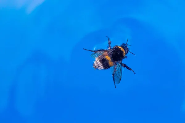 Bumblebee Niebieskiej Wodzie Duży Trzmiel Pływa Basenie Widok Góry Jasne — Zdjęcie stockowe