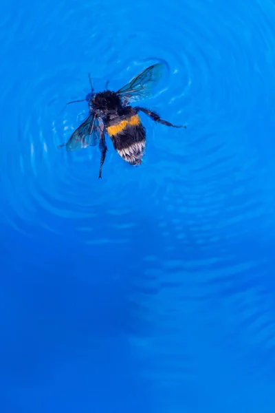 Bumblebee Água Azul Big Bumblebee Nada Piscina Vista Superior Verão Imagem De Stock
