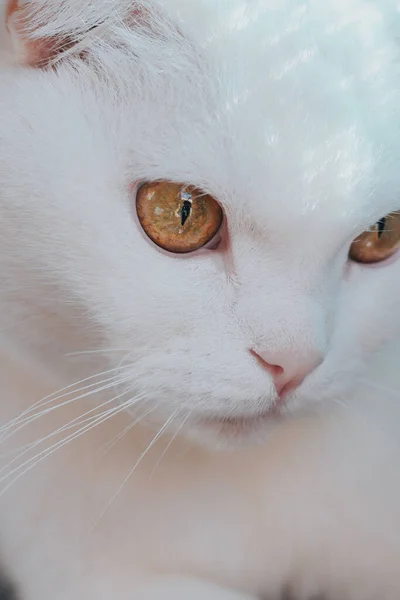 Збільшений Портрет Білого Милого Кота Красивими Бурштиновими Очима Рожевим Носом — стокове фото