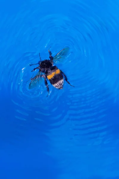 Hummel Blauen Wasser Große Hummel Schwimmt Pool Draufsicht Helles Sommerfoto — Stockfoto