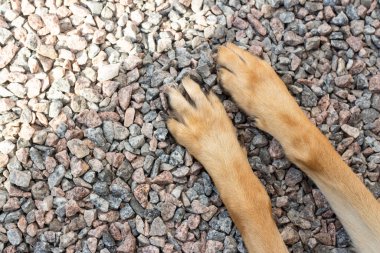 Kahverengi köpek patileri arka planda küçük gri taşların üst görüntüsünde. Bir Alman çoban köpeğinin ön pençeleri. Yüksek kalite fotoğraf
