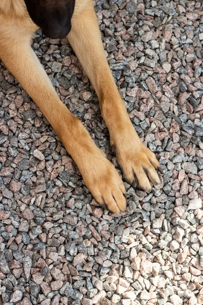 Brown dog paws on a background of small gray stones top view. Front paws of a German Shepherd. High quality photo