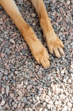 Kahverengi köpek patileri arka planda küçük gri taşların üst görüntüsünde. Bir Alman çoban köpeğinin ön pençeleri. Yüksek kalite fotoğraf