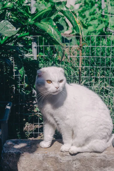 White Lop Eared Cat Sits Stone Green Garden Scottish Fold — ストック写真