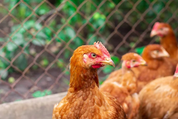 Beautiful red breed hen looks intently into the camera against the backdrop of green grass in the countryside. Farm management. Animal farm. Chicken.