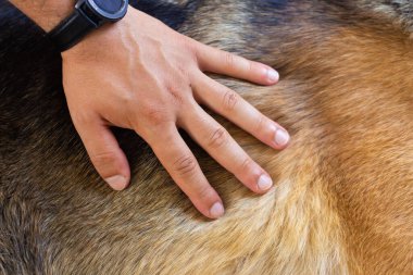 Bir adamın eli bir Alman çoban köpeğini okşar. Övgü ve nezaket. Sahibi ve köpeği.