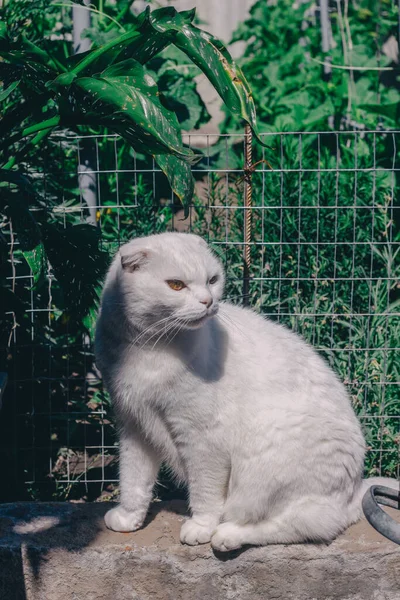 White Lop Eared Cat Sits Stone Green Garden Scottish Fold — ストック写真