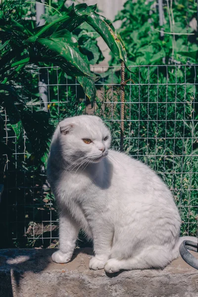 White Lop Eared Cat Sits Stone Green Garden Scottish Fold — Zdjęcie stockowe