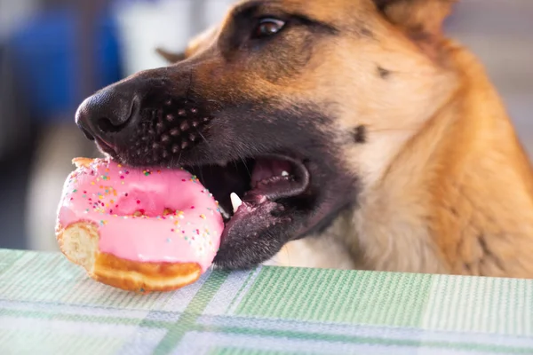 Adorable German Shepherd Dog Steals Sweet Pink Donut Table Dog Imagens Royalty-Free