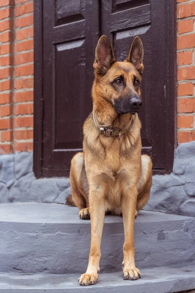 German Shepherd sits on the steps at the door of the house in a strange funny pose. Funny dog sits on the street. Purebred German dog guards the house. On guard. High quality photo