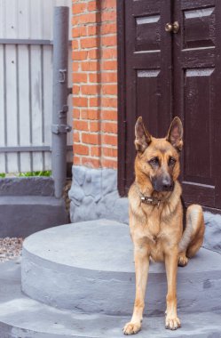 Alman çoban köpeği evin kapısındaki basamaklarda tuhaf bir şekilde oturuyor. Komik köpek sokakta oturuyor. Safkan Alman köpeği evi koruyor. Gardını al. Yüksek kalite fotoğraf