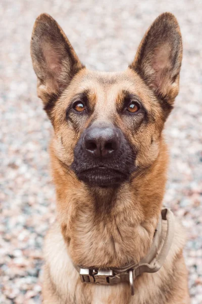 Portrait of a German Shepherd with beautiful and intelligent eyes. German shepherd close up, look up. Smart dog look. Sheepdog with big ears. High quality photo