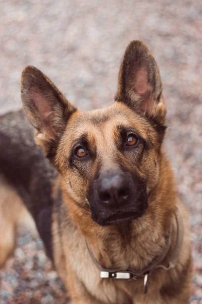 Portrait of a German Shepherd with beautiful and intelligent eyes. German shepherd dog close up, look up. High quality photo